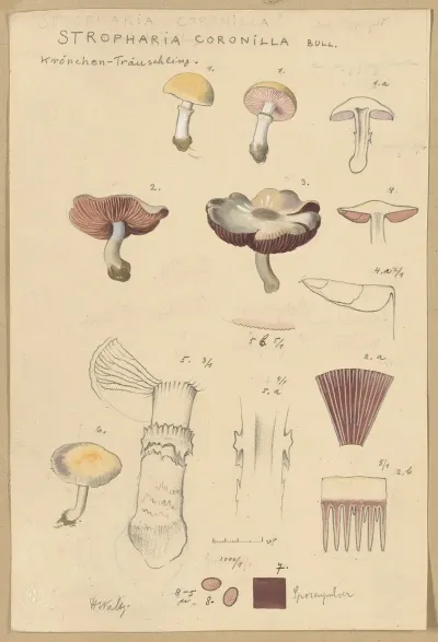 Stropharia Coronilla Bull