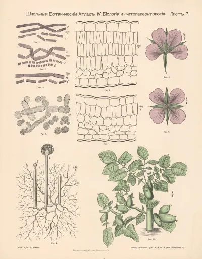 Structure Of Plant Parts