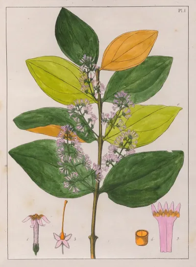 Strychnos Pseudoquina