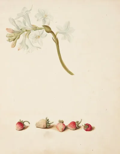 Studie Af Blomst Og Jordbaer