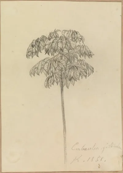 Studie Faultierbaum