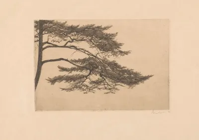 Studie Van Een Dennenboom