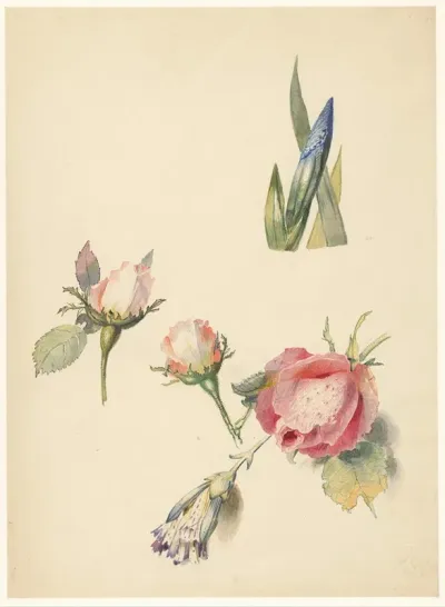 Studieblad Met Drie Rozen En Een Iris