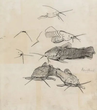 Studieblad Met Meervallen