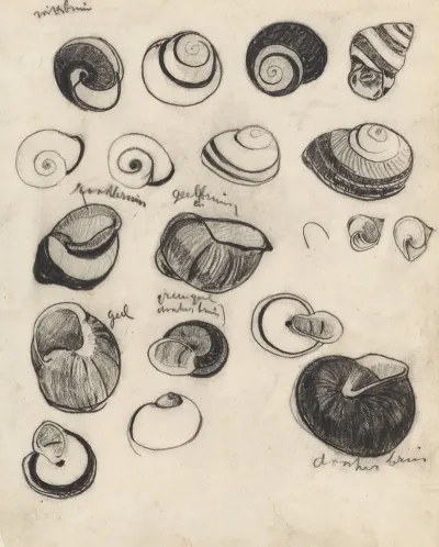 Studieblad Met Schelpjes