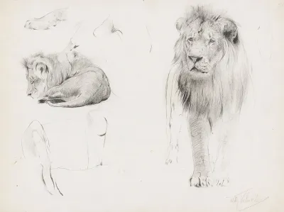 Studienblatt Lowe Von Vorn Und Schlafender Lowe