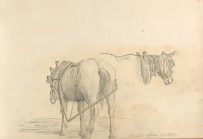 Studies From Nature Two Horses
