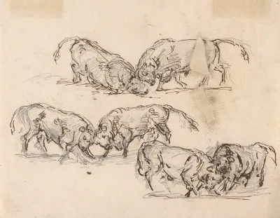 Studies Of Bull Fighting