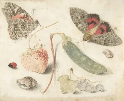 Studies Of Fruits Insects And Shells