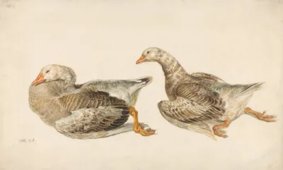Studies Of Geese