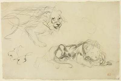 Studies Of Lions 2