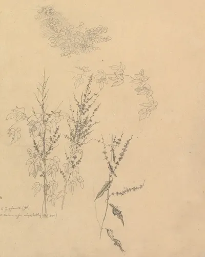 Studies Of Plants