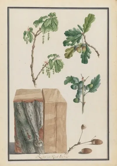 Studies Of The Blossoms Fruits And Trunk Of An English Oak Quercus Robur