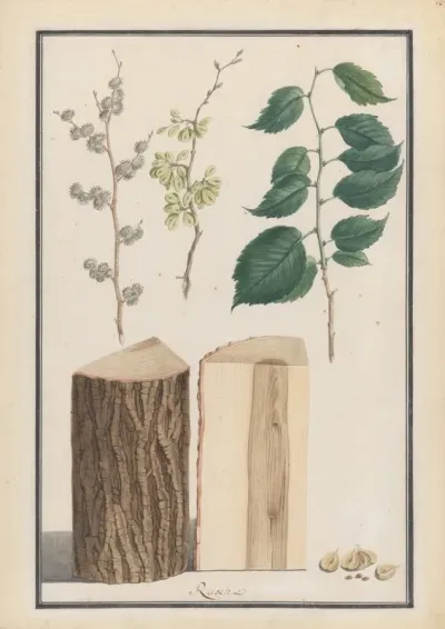 Studies Of The Leaves Blossoms Fruits And Trunk Of An English Elm Ulmus Procera