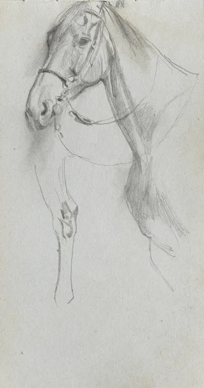 Study For A Horse