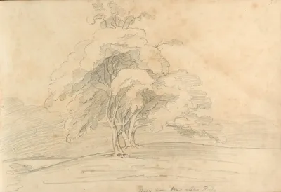 Study From Trees Near Folly