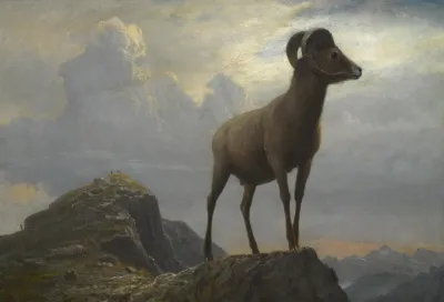 Study Of A Bighorn Ram