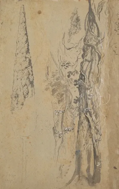 Study Of A Cypress And Two Overgrown Trees