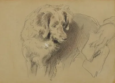 Study Of A Dog 2