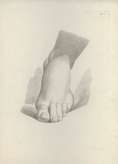 Study Of A Foot 2