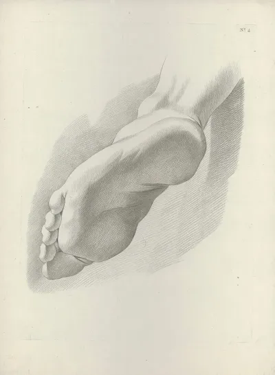 Study Of A Foot