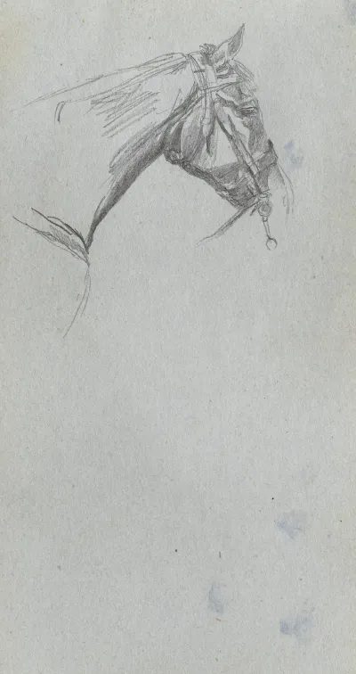 Study Of A Horse 3 2