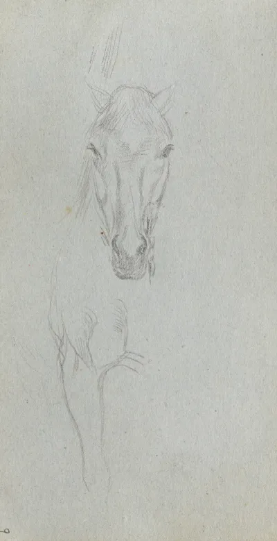 Study Of A Horse 5 2