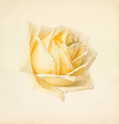 Study Of A Rose