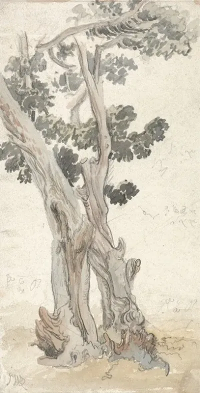 Study Of A Tree 13