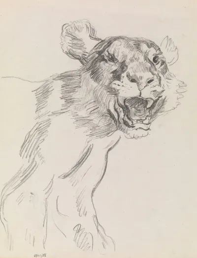 Study Of A Wild Animal
