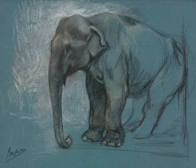 Study Of An Elephant