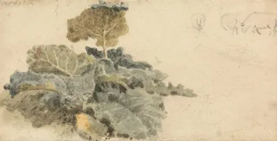 Study Of Burdocks
