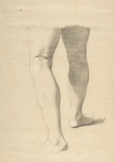 Study Of Legs