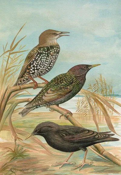 Sturnus Vulgaris Sturnus Vulgaris Menzbieri Sturnus Unicolor Marmora