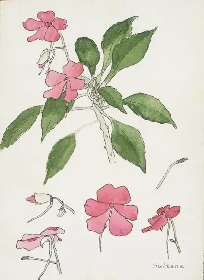 Sultana 2