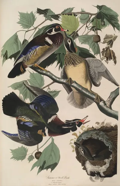 Summer Or Wood Duck 2
