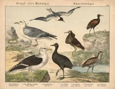 Sumpf Oder Wadvogel Schwimmvogel