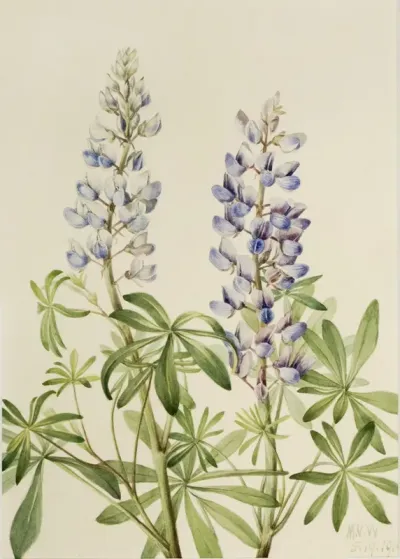 Sun Dial Lupine Lupinus Perennis 2