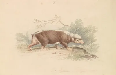 Sunda Stink Badger