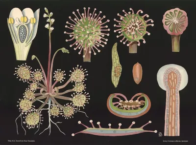 Sundew Drosera Rotundifolia