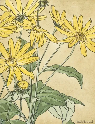Sunflowers Possibly Jerusalem Artichoke