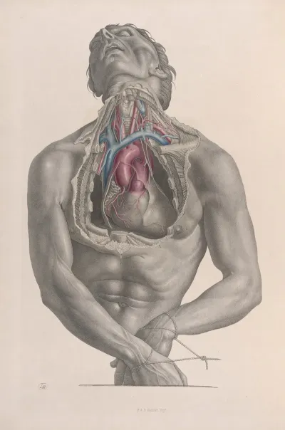 Surgical Anatomy Pl 03