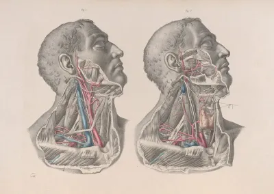 Surgical Anatomy Pl 06