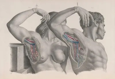 Surgical Anatomy Pl 10