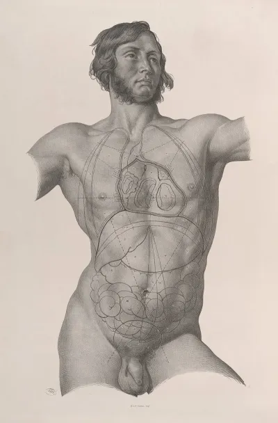 Surgical Anatomy Pl 25
