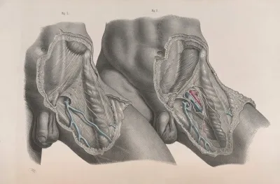 Surgical Anatomy Pl 27