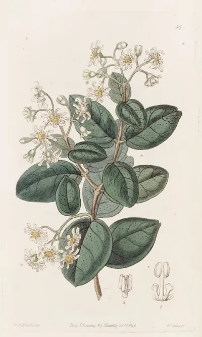 Sweet Scented Boldu
