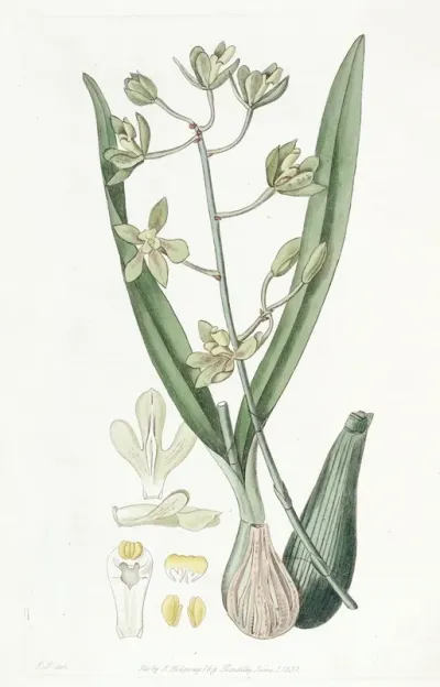 Sweet Scented Epidendrum