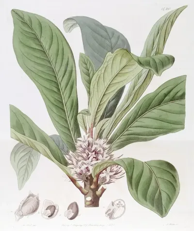 Sweet Scented Galipea