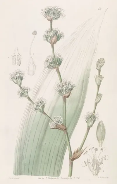 Sweet Scented Spiralthread